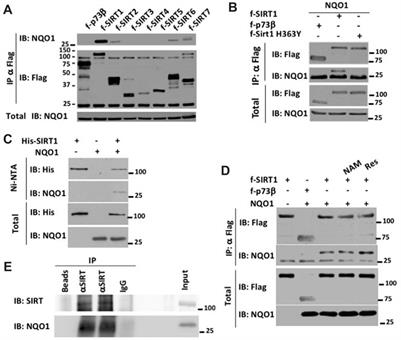 NQO1 Binds and Supports SIRT1 Function
